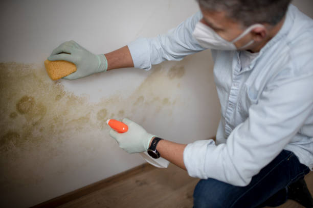 Best Mold Prevention Services  in Staunton, VA